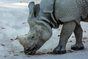 Fototapeta premium White rhino profile