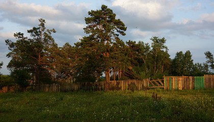 сосны в лучах заходящего солнца © urra