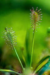 Carnivorous Sundew plant