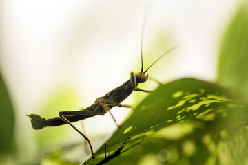 Black insect on a leaf