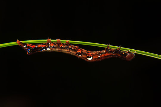 caterpillar worm on branch in the garden