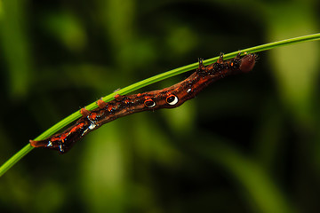 caterpillar worm on branch in the garden