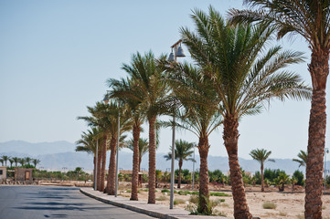 Fototapeta na wymiar Palms trees near the road on Egypt