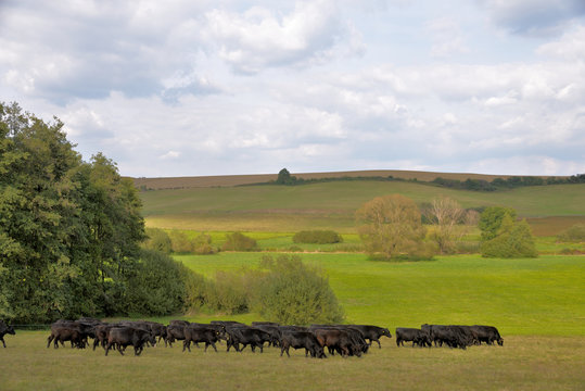 moor oxen on pasture