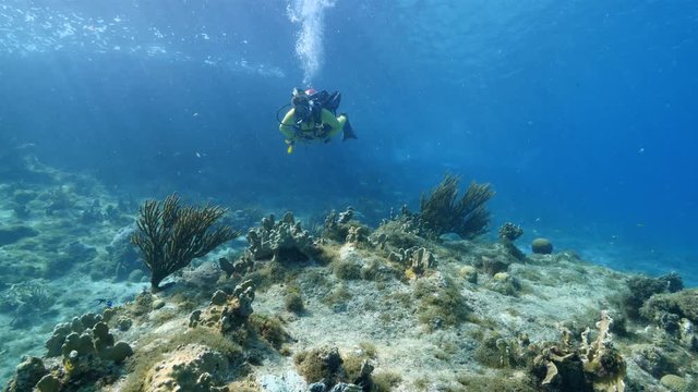 Unterwasser - Riff  - Schwamm - Taucher - Tauchen - Curacao - Karibik - 4K