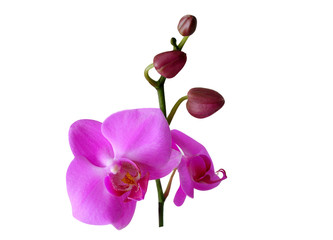Obraz premium orchid flowers