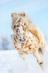 Appaloosa horse runs gallop on the meadow in winter - 122005203