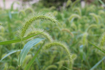 Obraz premium エノコログサ