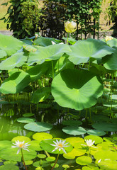 Beautiful lotus flower in the pond, Wellington Botanical Garden