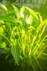 Close up of green leaves in the pond, Wellington Botanical Garde