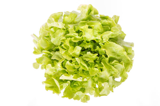 Fresh green lettuce for background; selective focus