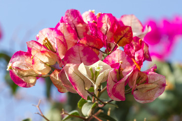 Bright colors bougainvillea paper flowers. Violet palette