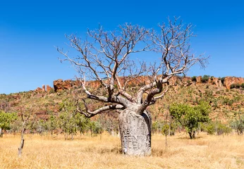 Rolgordijnen Baobab boab tree