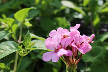 ピンクのゼラニウムの花