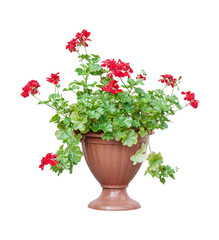 Red geranium on white background