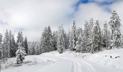 Fototapeta na wymiar Snow covered winter path