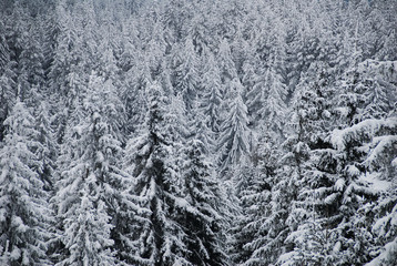 Fir tree forest