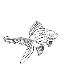 Goldfish. Vector image on white background.