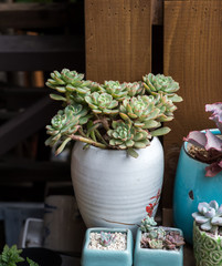  Miniature succulent plants in garden