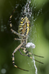 Crusader spider striped females.