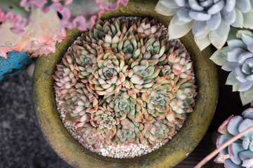 cactus succulents in a planter