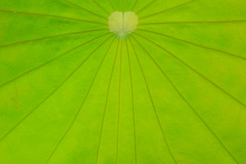 Fototapeta na wymiar close up lotus leaf textures