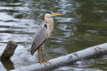 Heron fishing from a metal pipe going through the water.