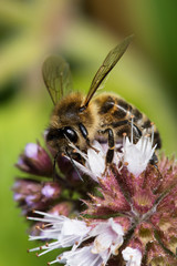 Honey Bee, Honeybee, Bee