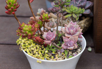 cactus succulents in a planter