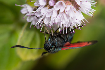 Six-Spot Burnet, Zygaena filipendulae