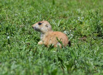 Prairie Dog