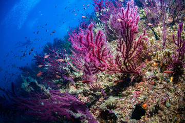 Fototapeta na wymiar diving in mediterranean sea portofino marine park