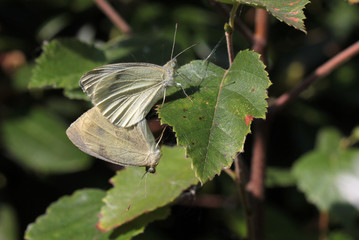 cabbage white butterflies mating