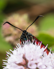 Six-Spot Burnet, Zygaena filipendulae