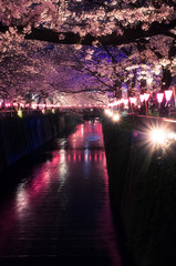 Cherry blossoms at Meguro river, Naka-Meguro , Tokyo, Japan.