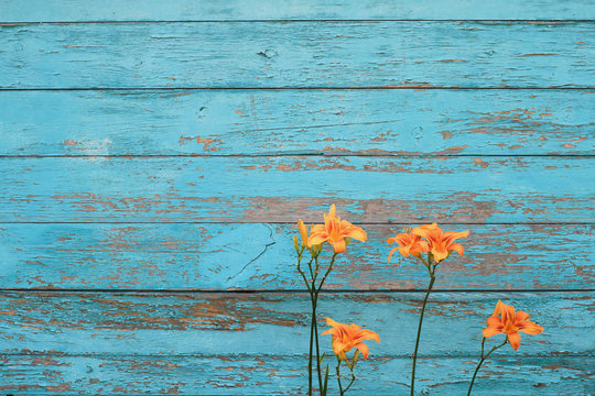 Fototapeta Tiger lily on a blue wooden shabby background with copy-space. Cute and colorful texture perfect for banners or cards