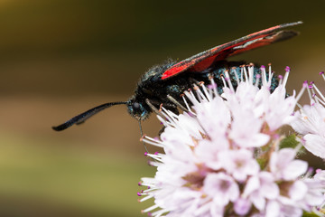 Six-Spot Burnet, Zygaena filipendulae