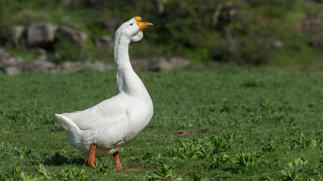 Portrait of a white goose. Close-up.
