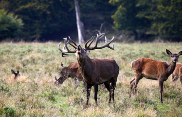 Red deer stag in the autumn forest