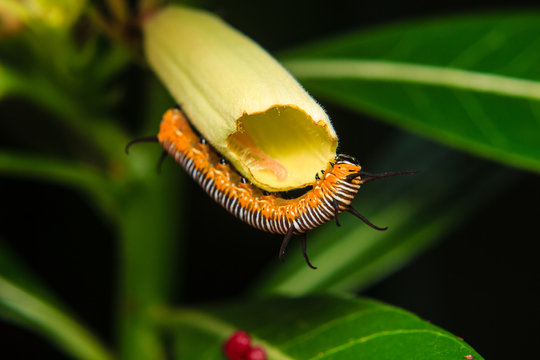 caterpillar worm in the garden