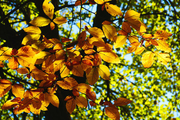 Autumn leaves highlighted by the sun