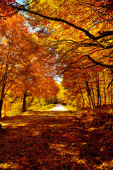 Autumn rural road