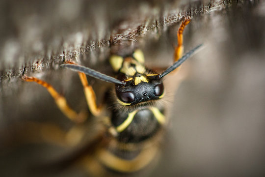 Wasp chewing wood