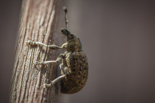 Weevil on branch