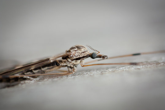 crane fly (Tipulidae)