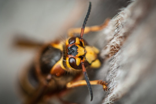 Median wasp (Dolichovespula media)