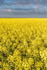 Immense yellow field