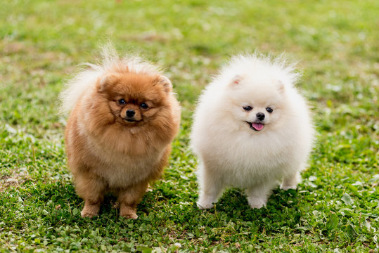 36 035 Best White Pomeranian Images Stock Photos Vectors Adobe Stock