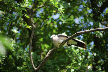 Pigeon sitting on tree branch