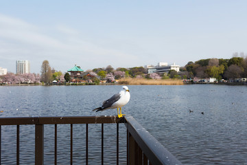Seagull and Shinobazu pond located at Ueno Park, Taito Ward, Tokyo, Japan.